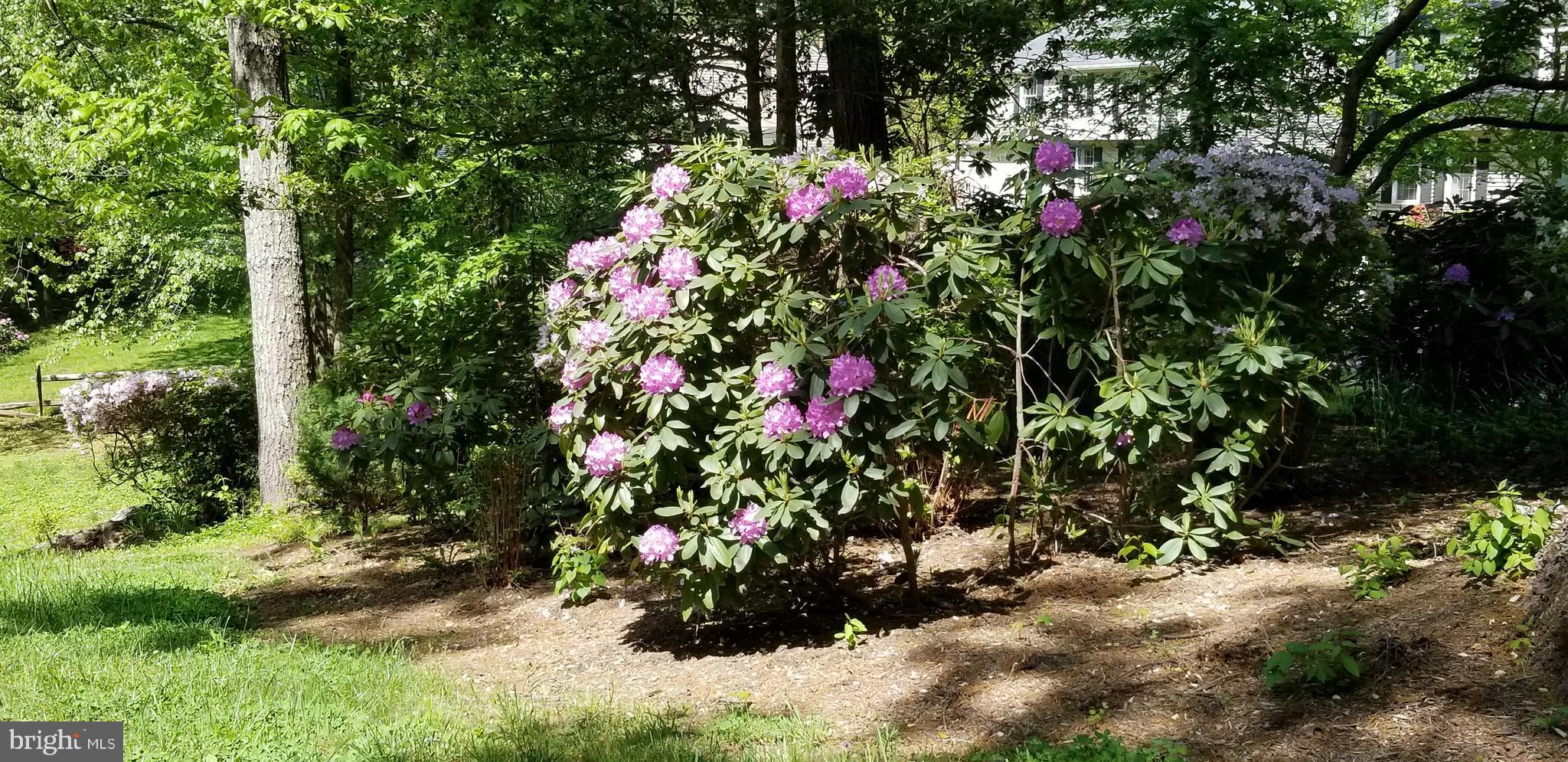 11403 Running Cedar Road Reston, VA 20191 - Photo 7 of 58 Beautiful landscaping, blooms only weeks away.