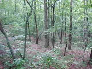 155 Jocassee Lake Road Salem, SC 29676 - Photo 4 of 6 Gallery Image 4