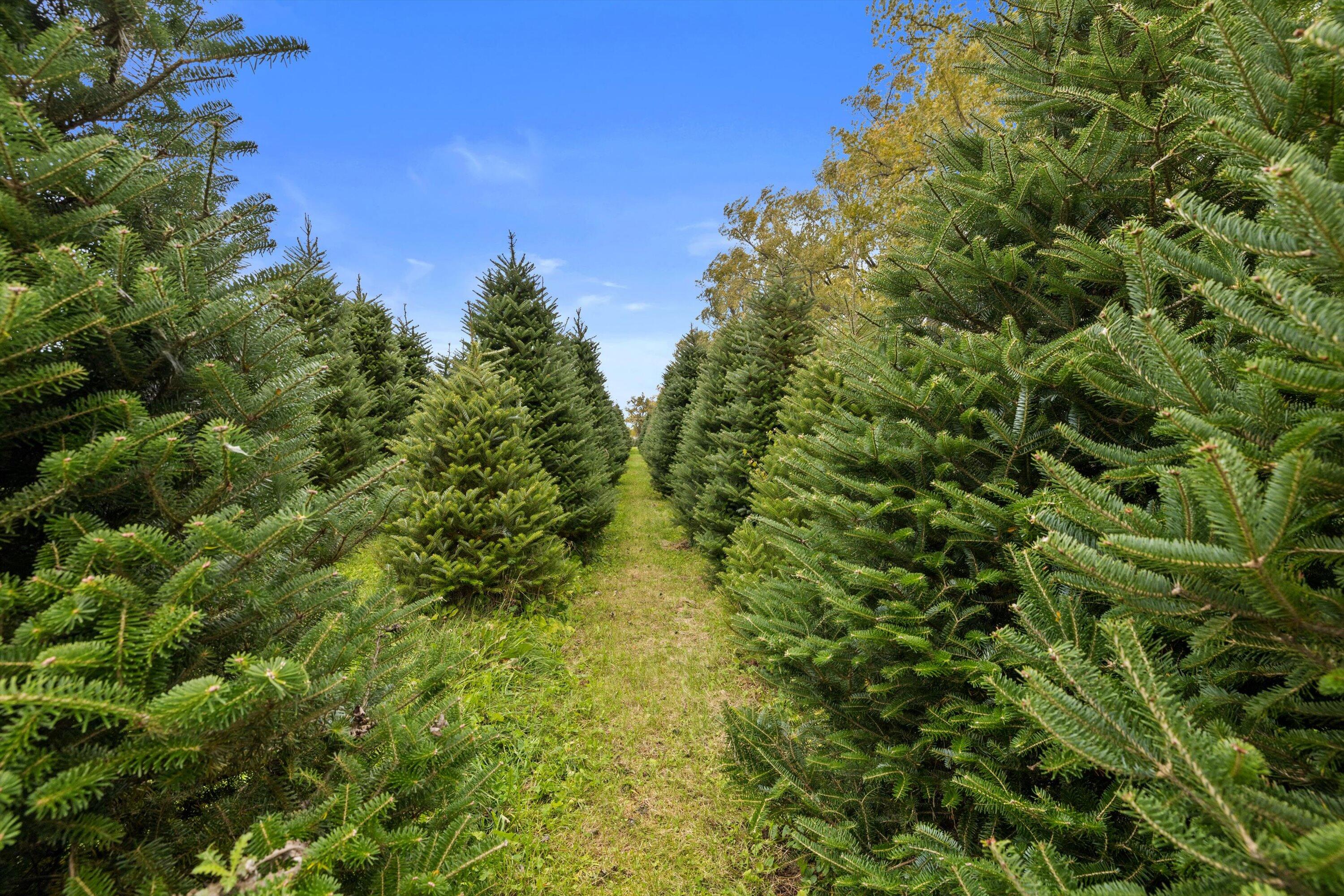 N9171 Nelson Road La Grange, WI 53120 - Photo 30 of 62 View of trees