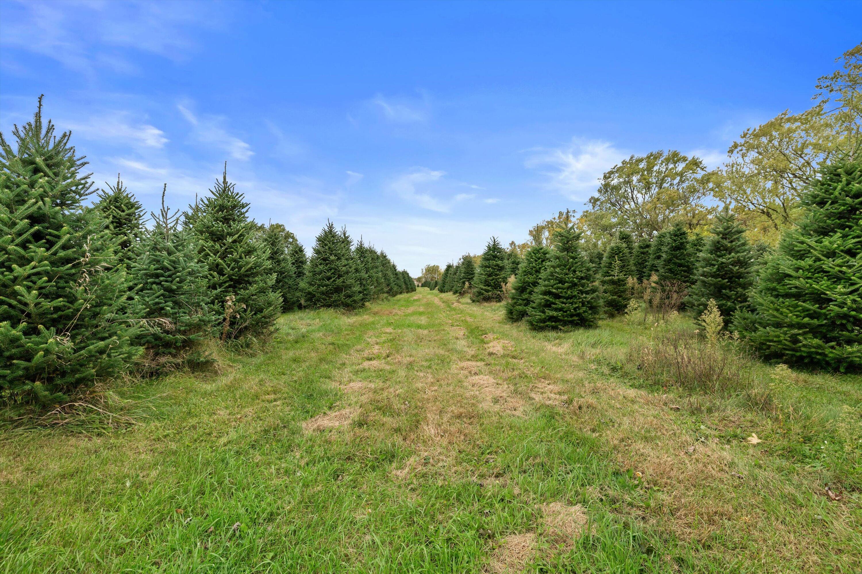 N9171 Nelson Road La Grange, WI 53120 - Photo 32 of 62 view of trees