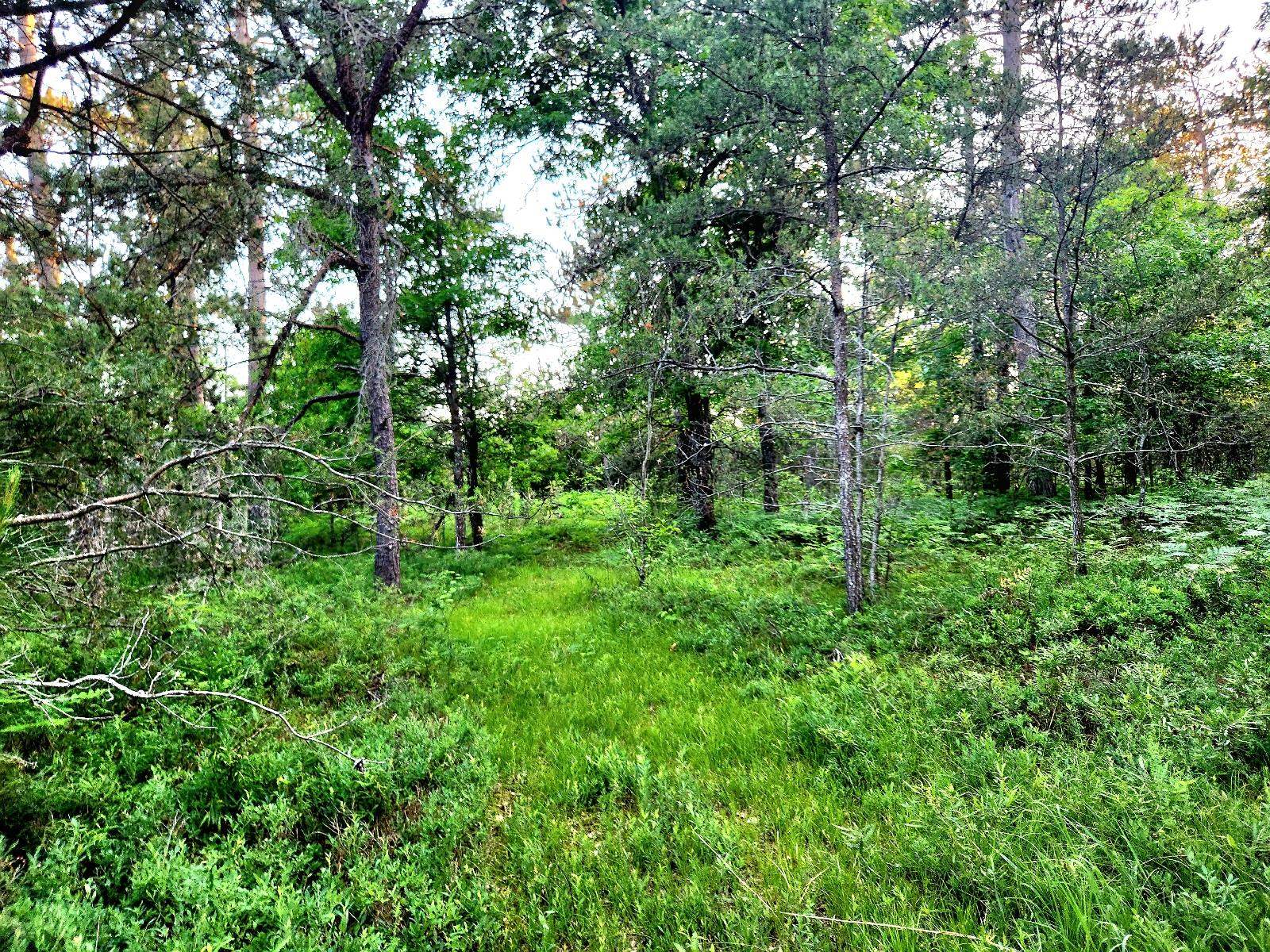 2498 West 5 Mile Road Grayling, MI 49738 - Photo 28 of 41