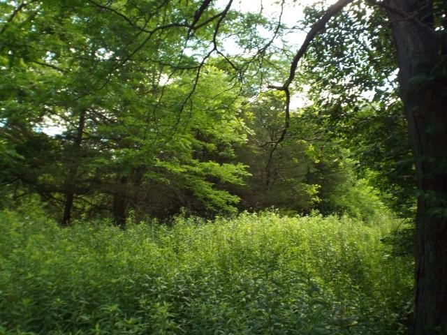 Tbd Storybrook Road Hanover, IL 61041 - Photo 1 of 1 a view of a lush green forest with lawn chairs and trees