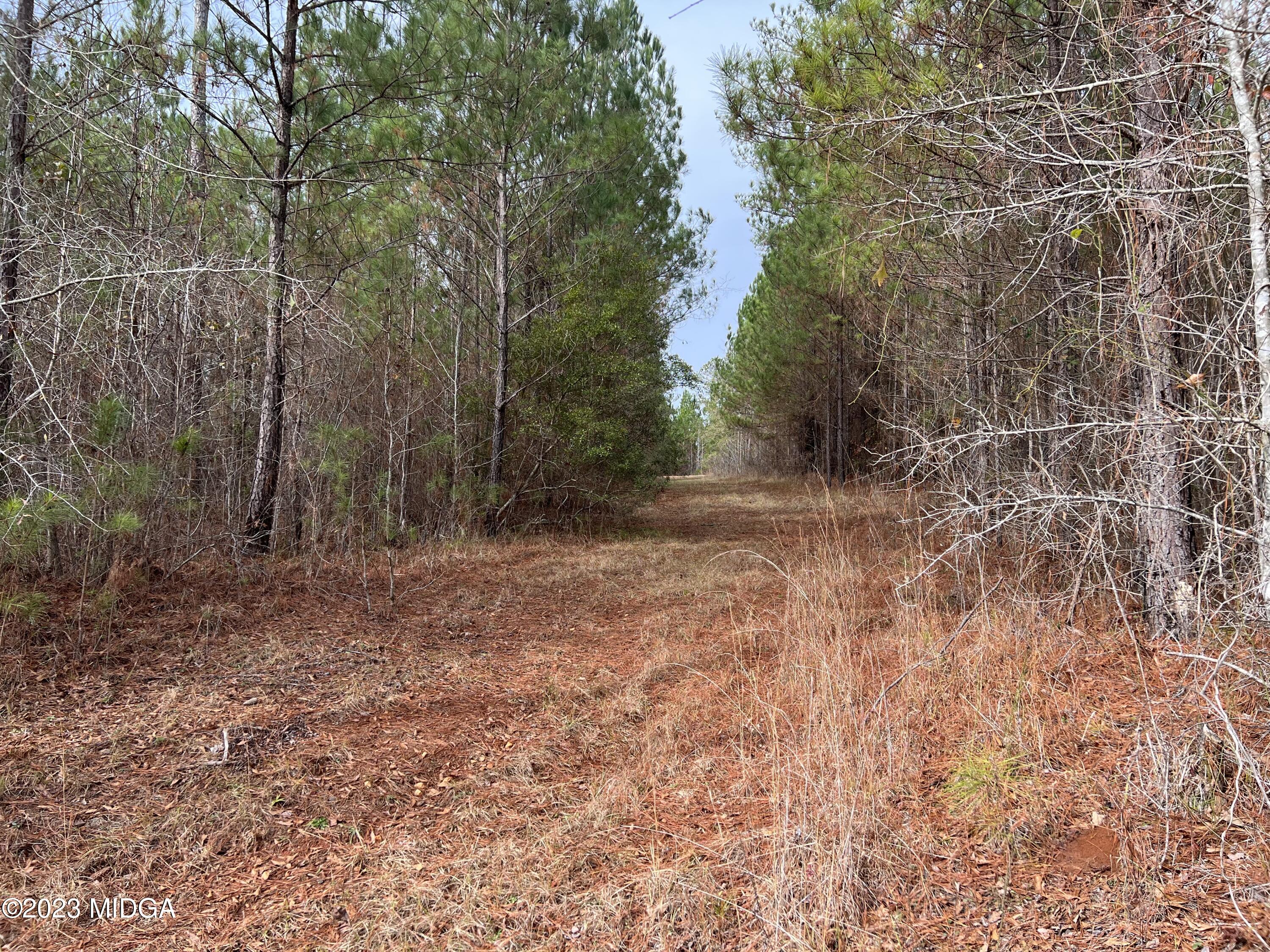 0 Forest Service Road Monticello, GA 31064 - Photo 16 of 32 a view of a yard with trees