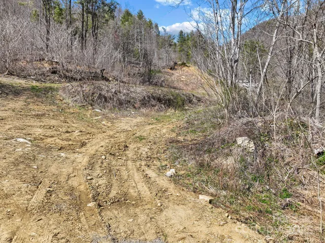 a view of a forest with trees