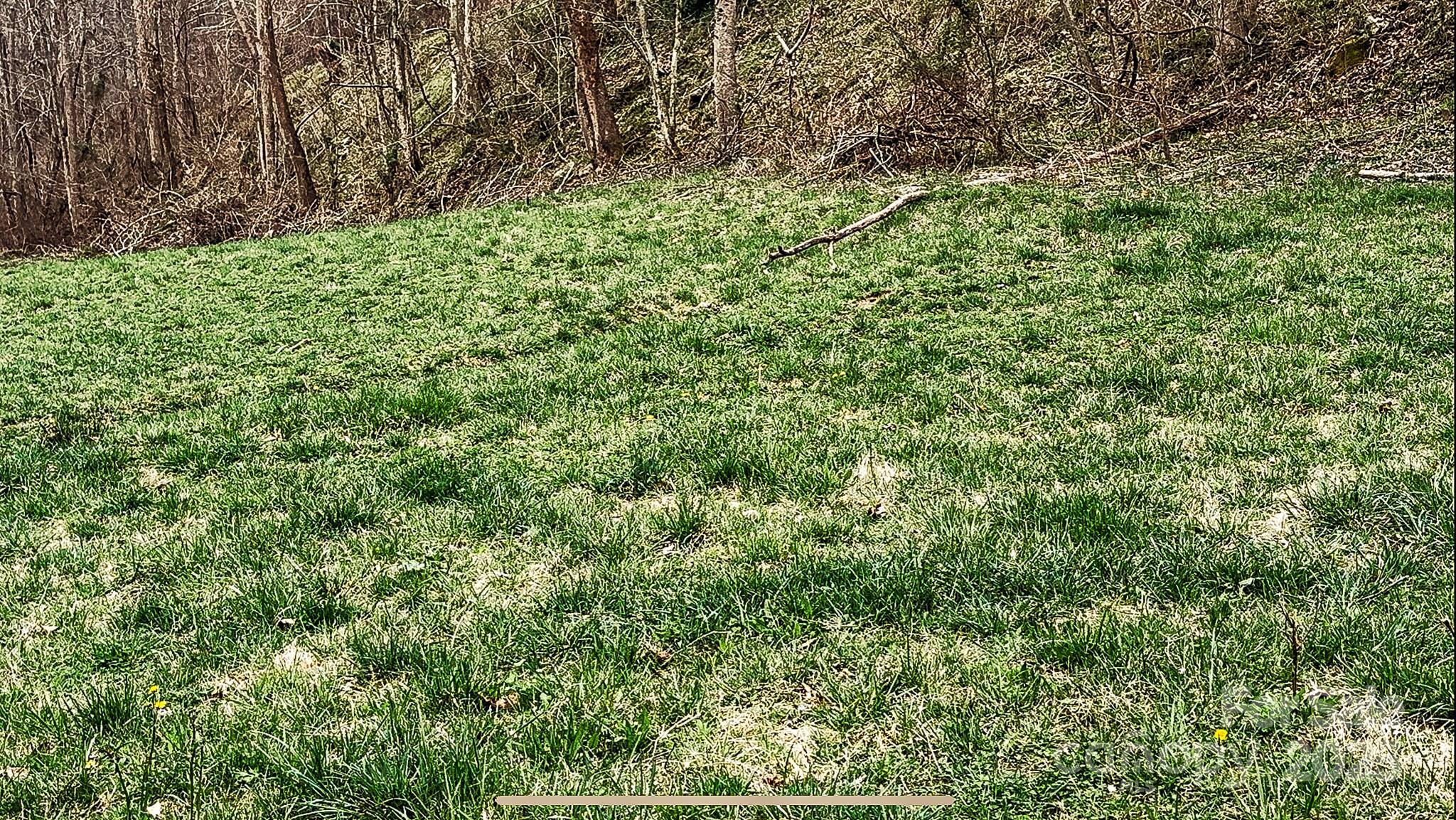 902 Spillcorn Road Marshall, NC 28753 - Photo 8 of 18 a view of a lush green forest