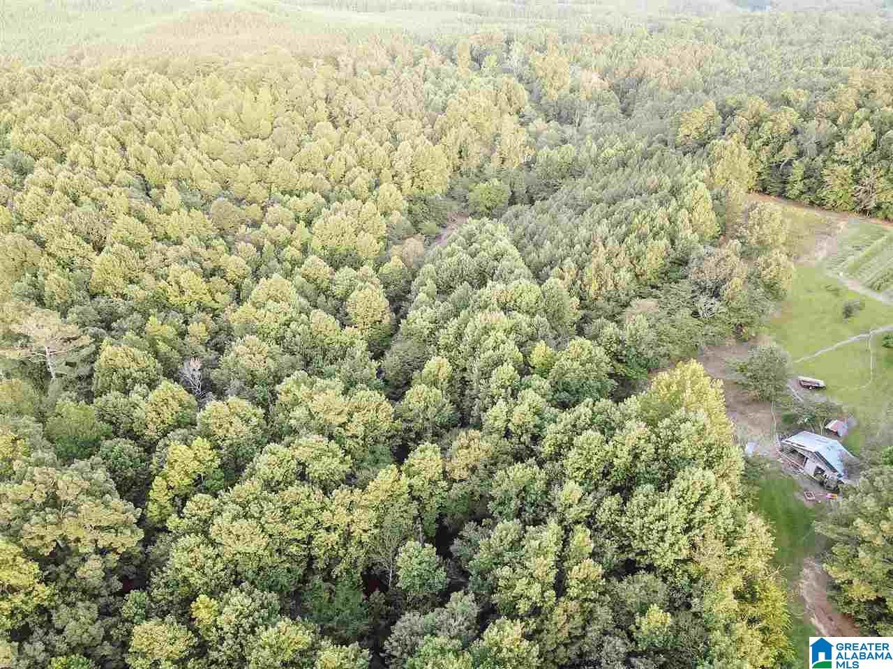 4000 County Road 20 Oneonta, AL 35121 - Photo 20 of 48