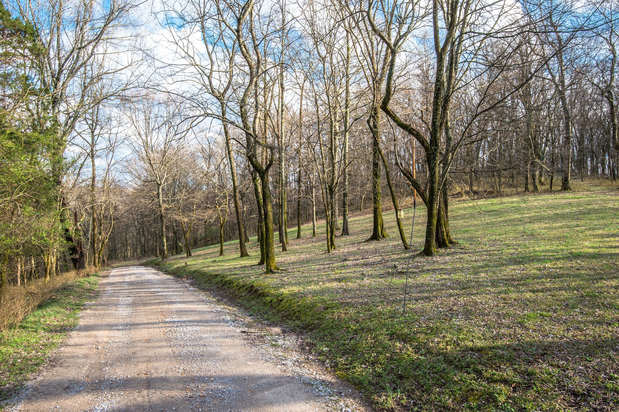 1111 Rip Steele Road Columbia, TN 38401 - Photo 49 of 50 a view of road with trees