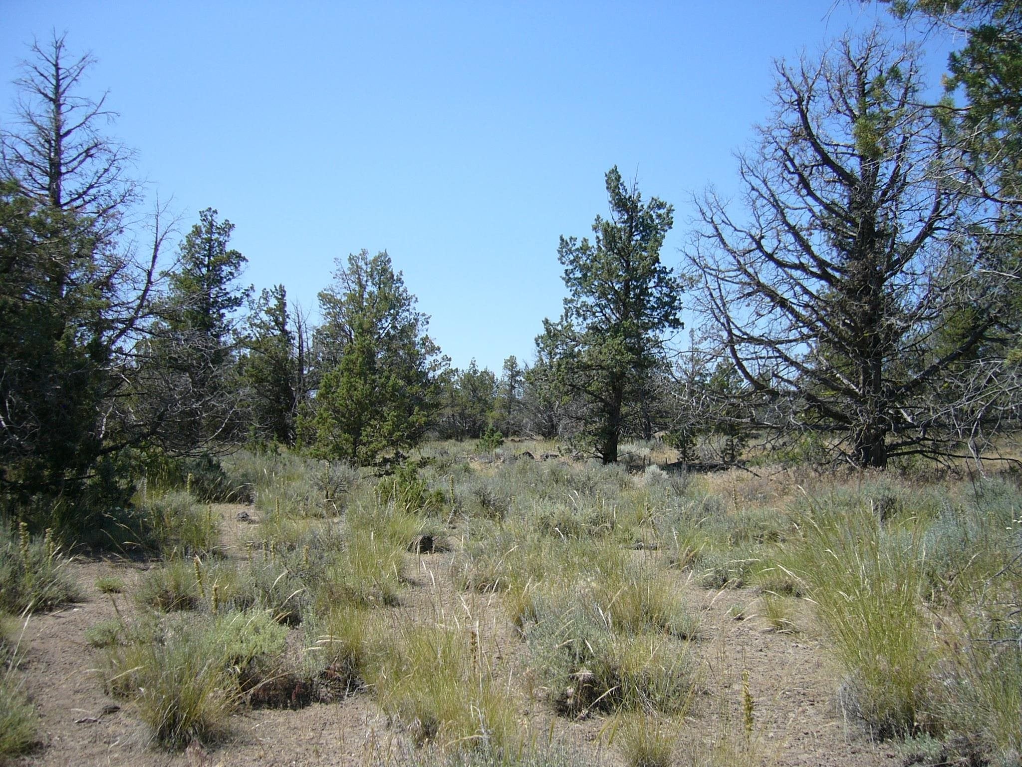 10.1 Yuba Meba Rancho Road Montague, CA 96064 - Photo 3 of 23 Gallery Image 3