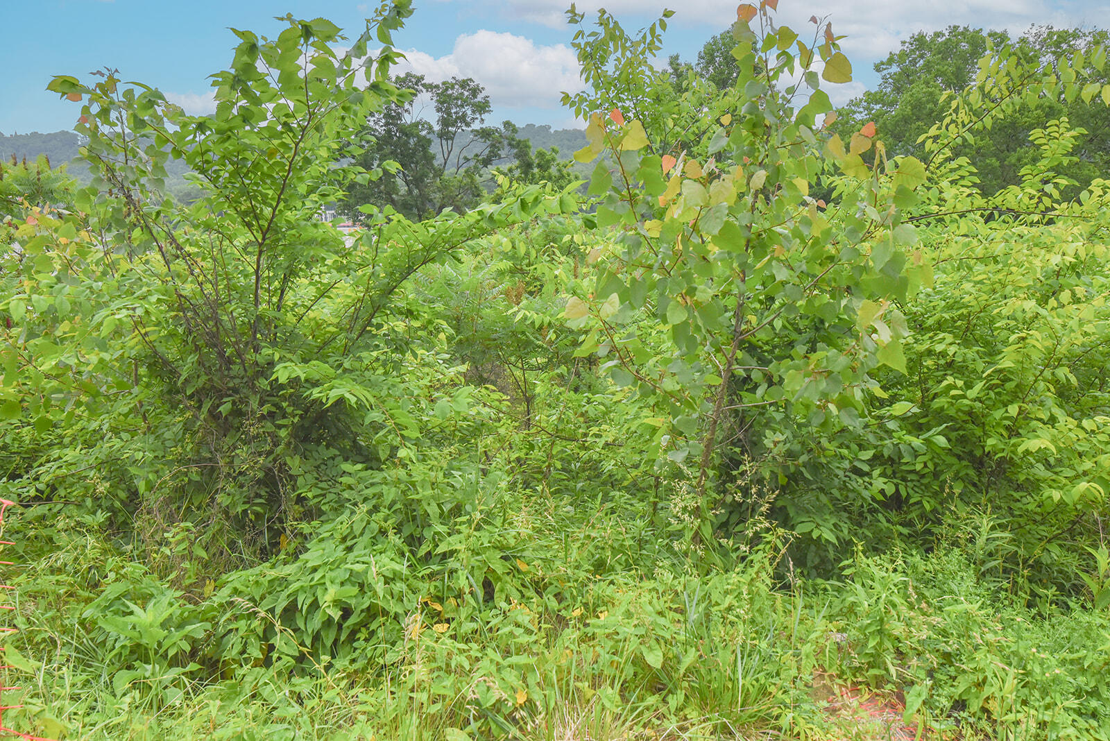 4768 River Road Hebron, KY 41048 - Photo 8 of 14