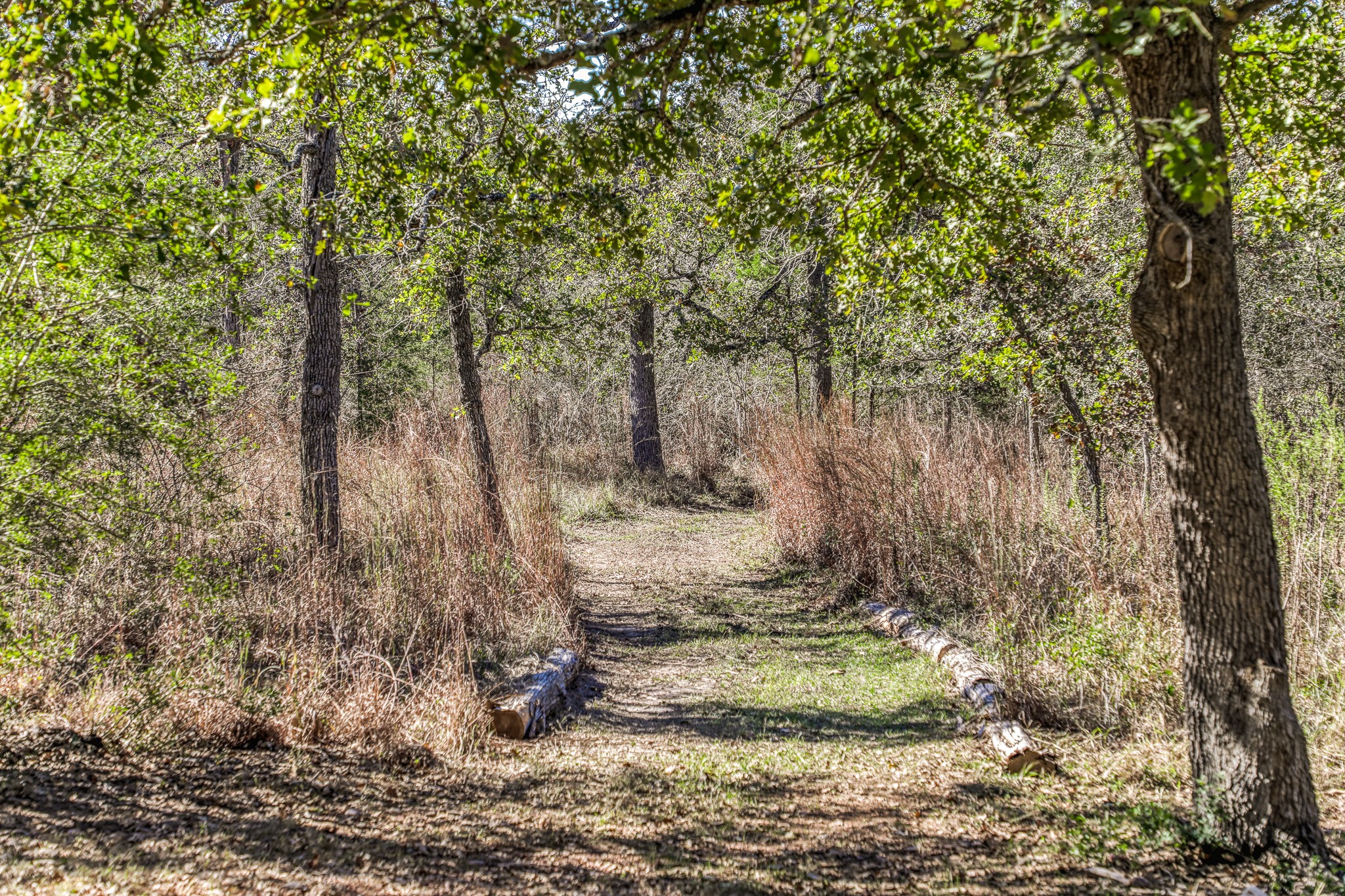 1745 Schoenberg Road Carmine, TX 78932 - Photo 22 of 30 a view of a yard