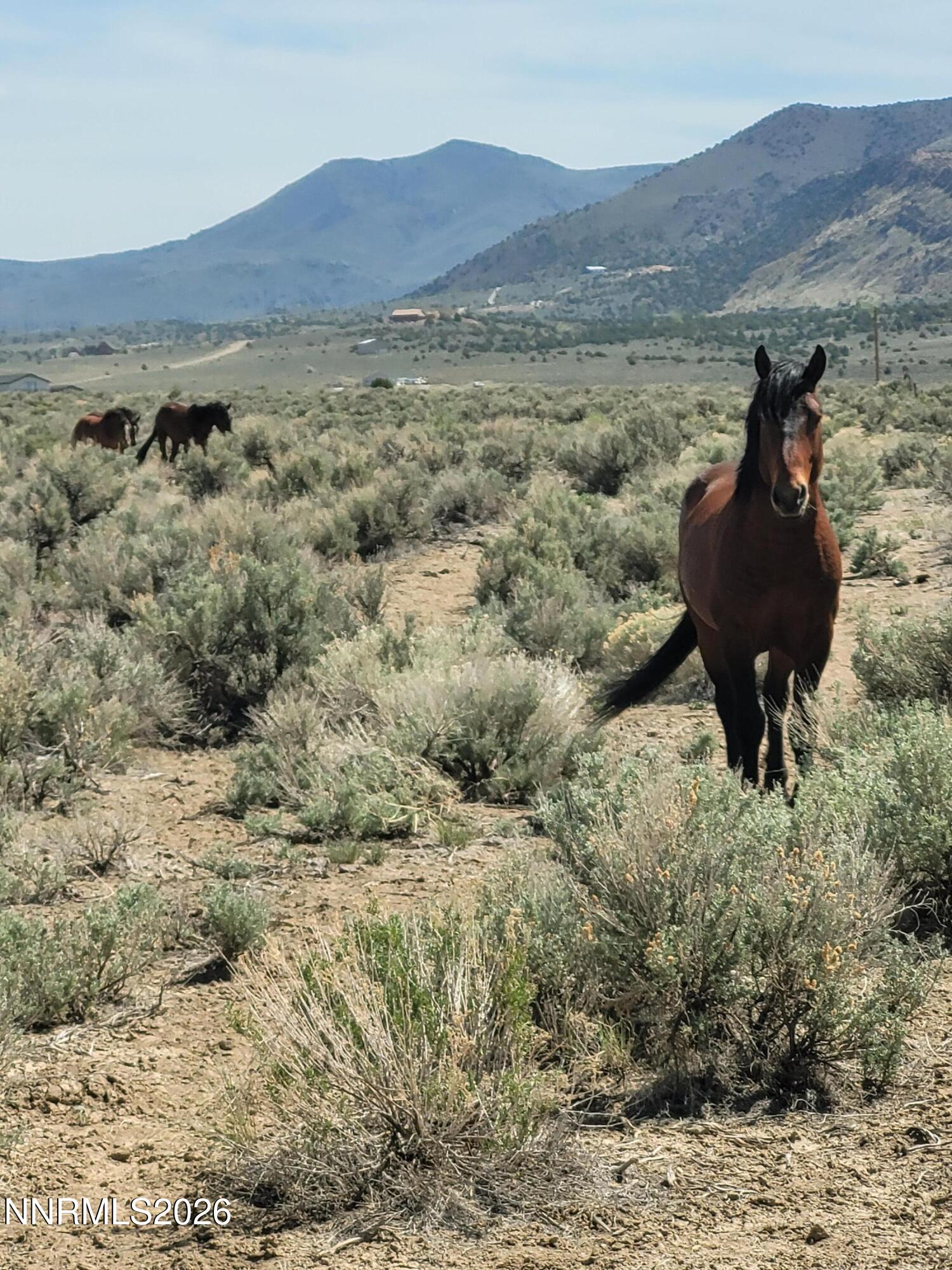 800 Hidden Canyon Road Reno, NV 89510 - Photo 5 of 9 Horsehiddencanyon2