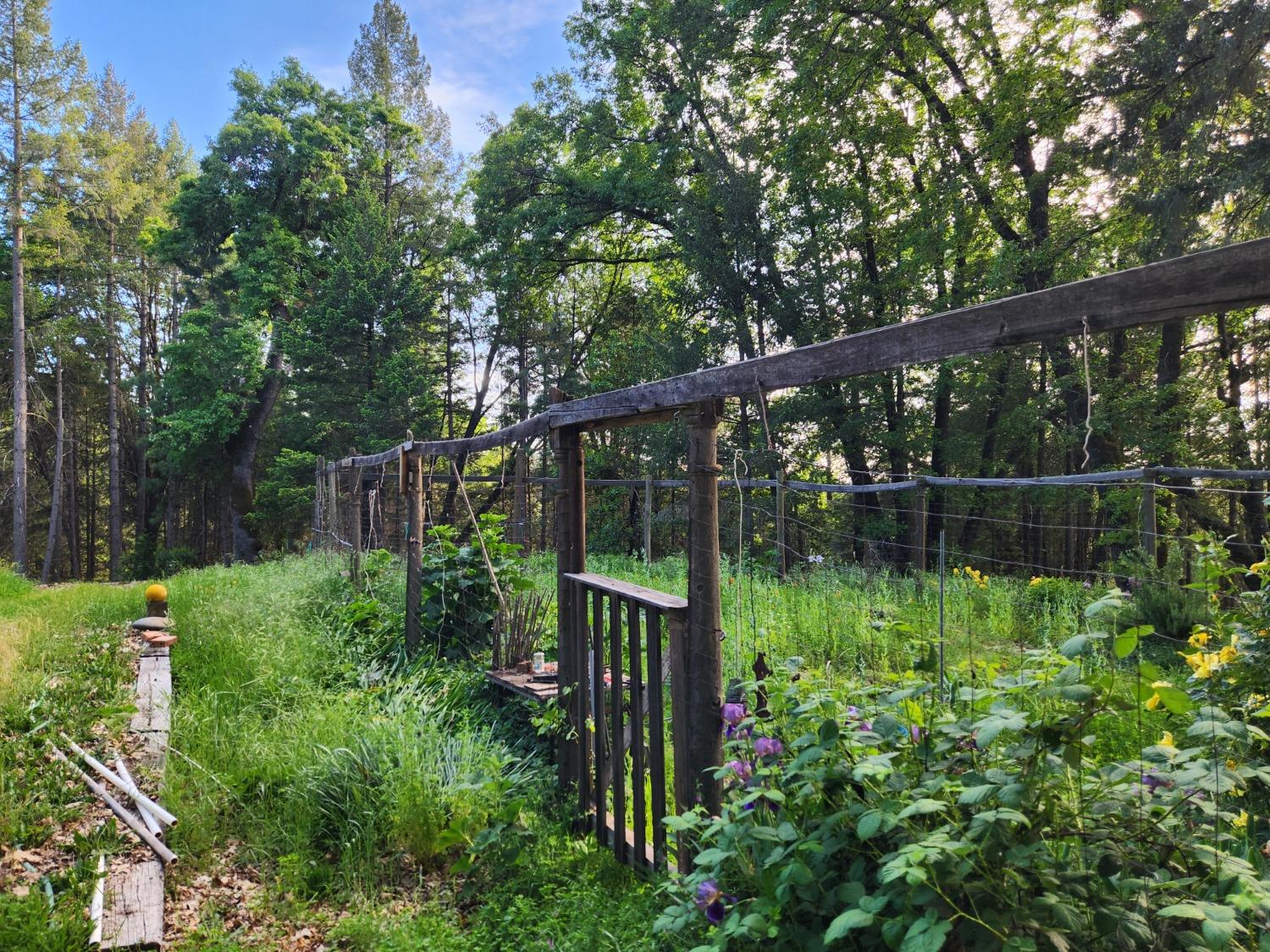 18253 Green Ravine Road Nevada City, CA 95959 - Photo 27 of 43 a backyard of a house with lots of green space and plants