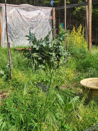 a view of a garden