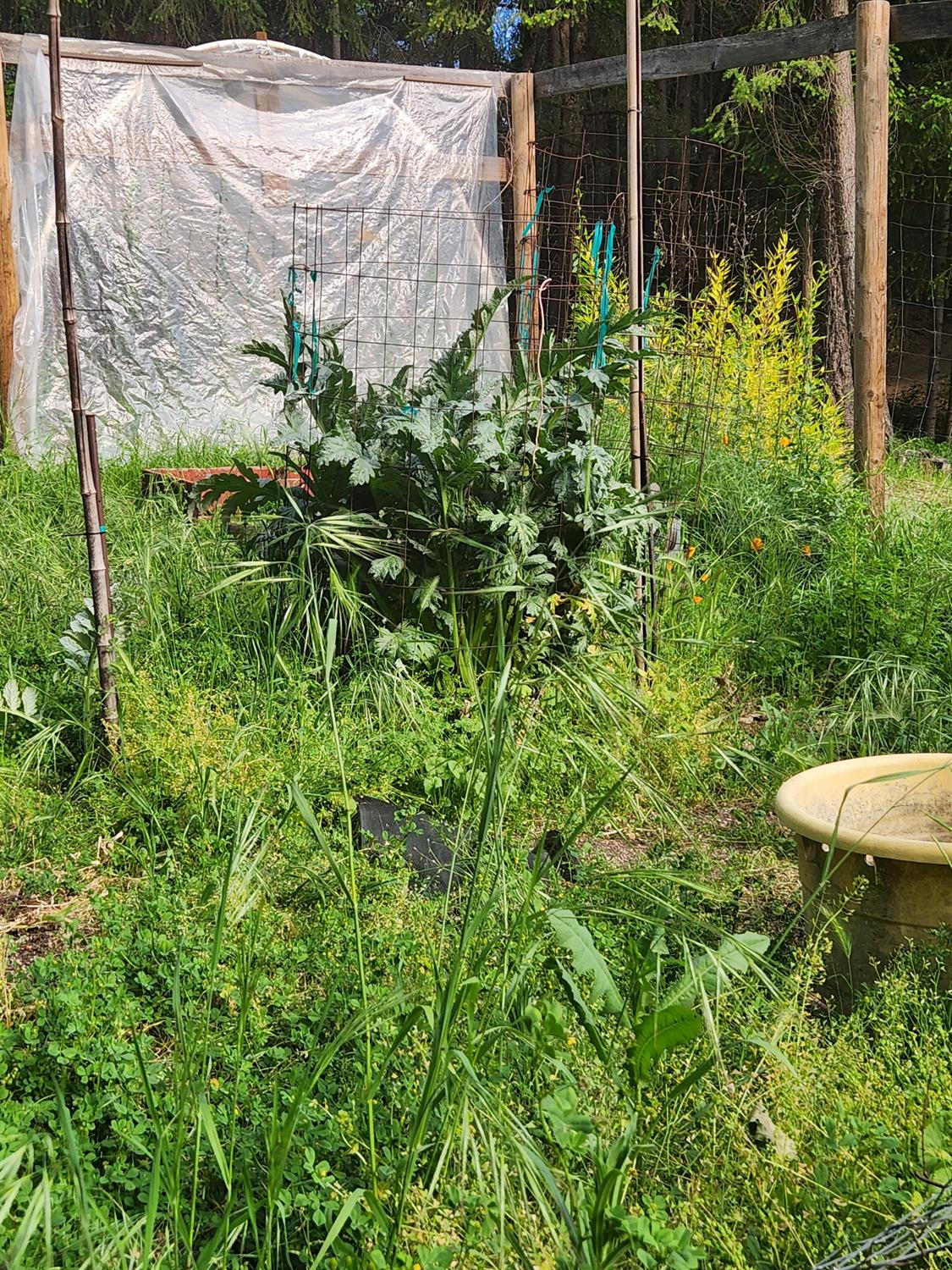 18253 Green Ravine Road Nevada City, CA 95959 - Photo 38 of 43 a backyard of a house with lots of green space