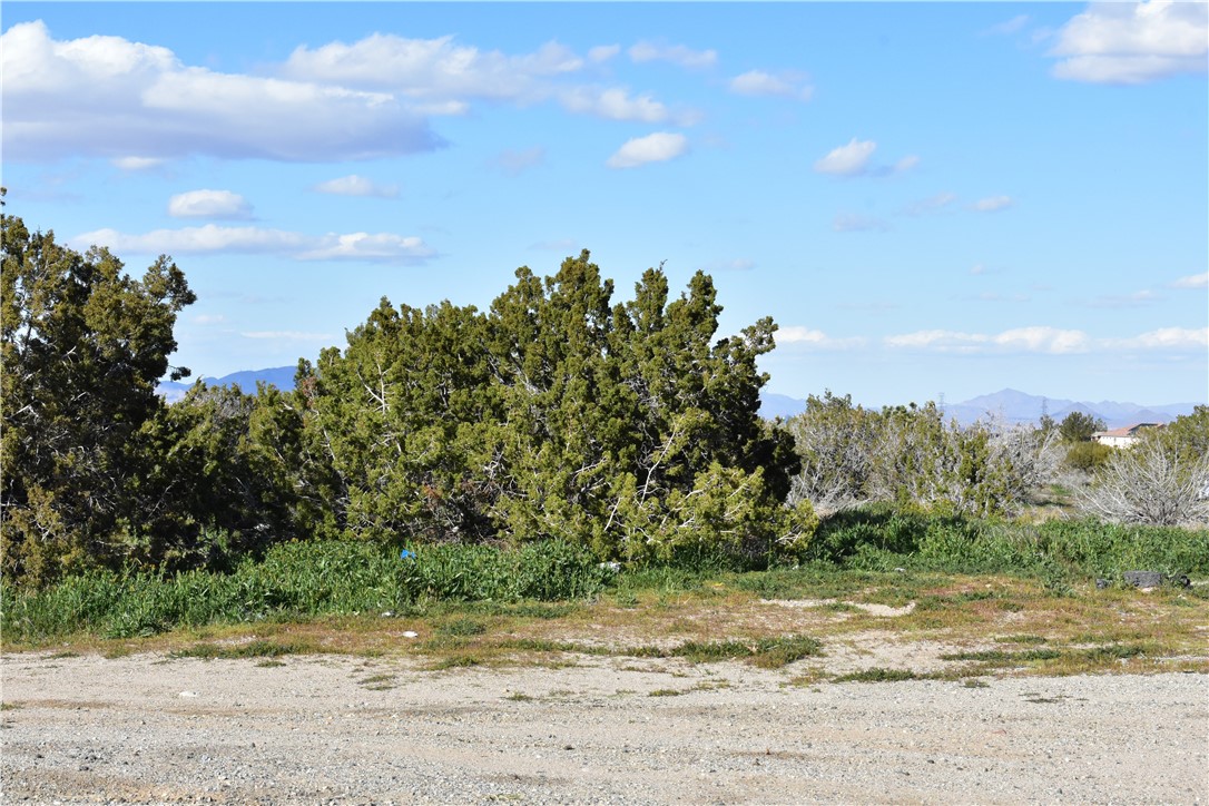 0 Escondido Avenue Hesperia, CA 92344 - Photo 14 of 58 a view of a yard with a tree