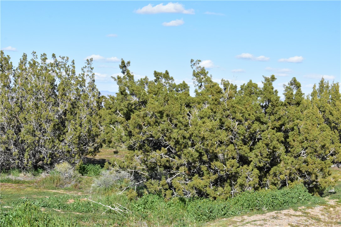 0 Escondido Avenue Hesperia, CA 92344 - Photo 24 of 58 a view of a large yard with lots of green space