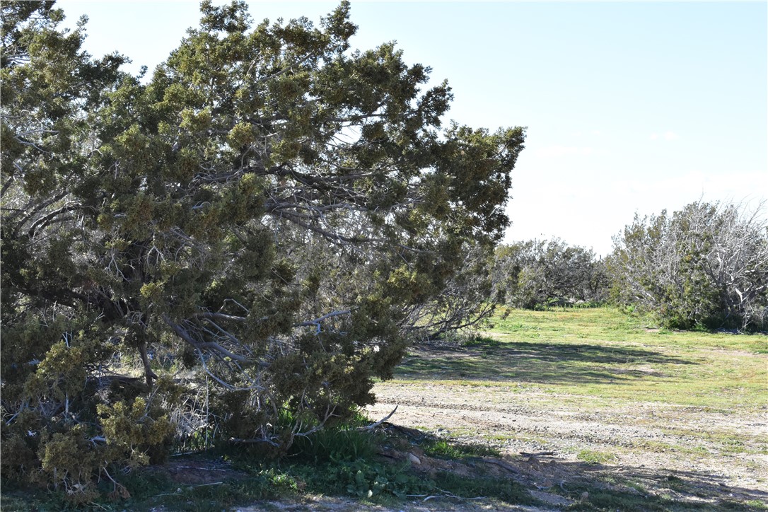 0 Escondido Avenue Hesperia, CA 92344 - Photo 31 of 58 a view of a yard with a tree