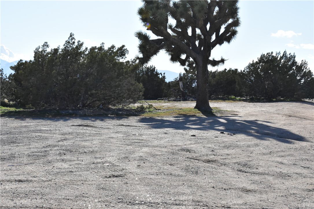 0 Escondido Avenue Hesperia, CA 92344 - Photo 54 of 58 a view of a tree is standing in between of a tree