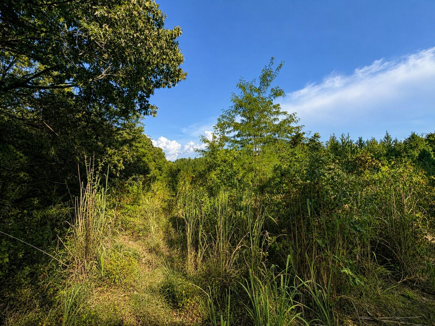 124 County Road Walnut, MS 38683 - Photo 10 of 16 Gallery Image 10