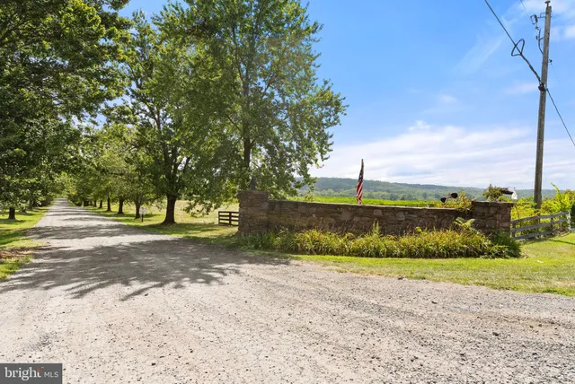 a view of a yard with plants and a large tree
