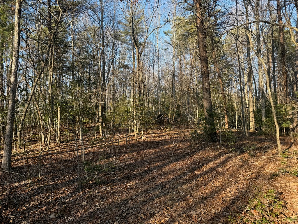 Lot 3 Willow Ridge Warne, NC 28909 - Photo 5 of 11 a view of a yard with trees