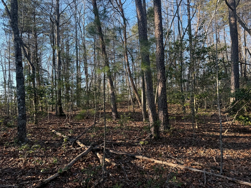 Lot 3 Willow Ridge Warne, NC 28909 - Photo 6 of 11 a view of a forest with trees