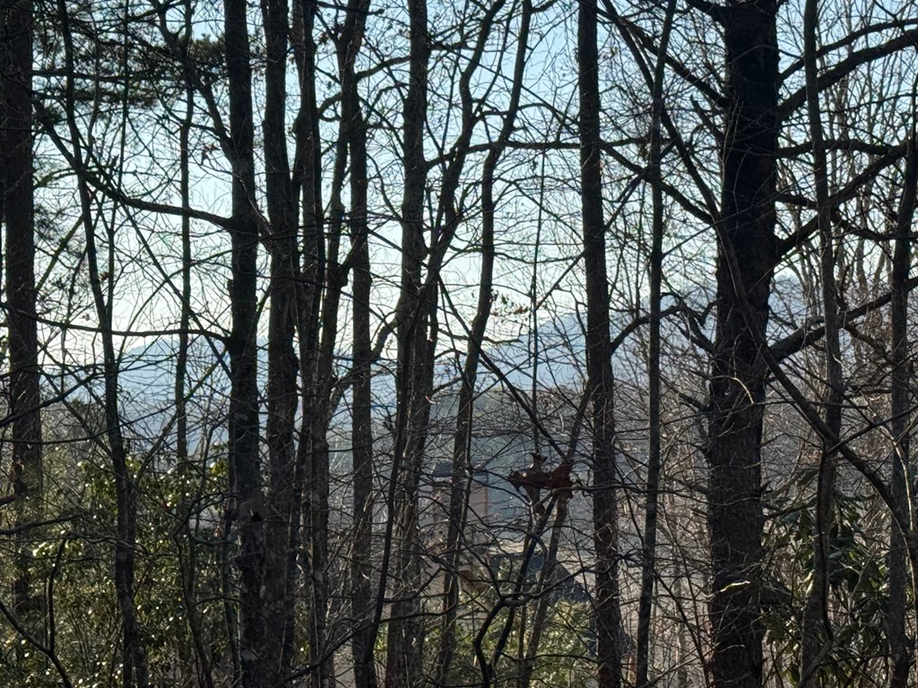 Lot 3 Willow Ridge Warne, NC 28909 - Photo 8 of 11 a view of trees in between two trees