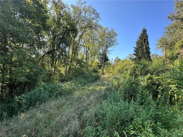 a view of a forest with lots of trees