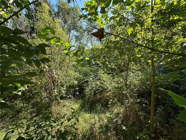 a view of a tree
