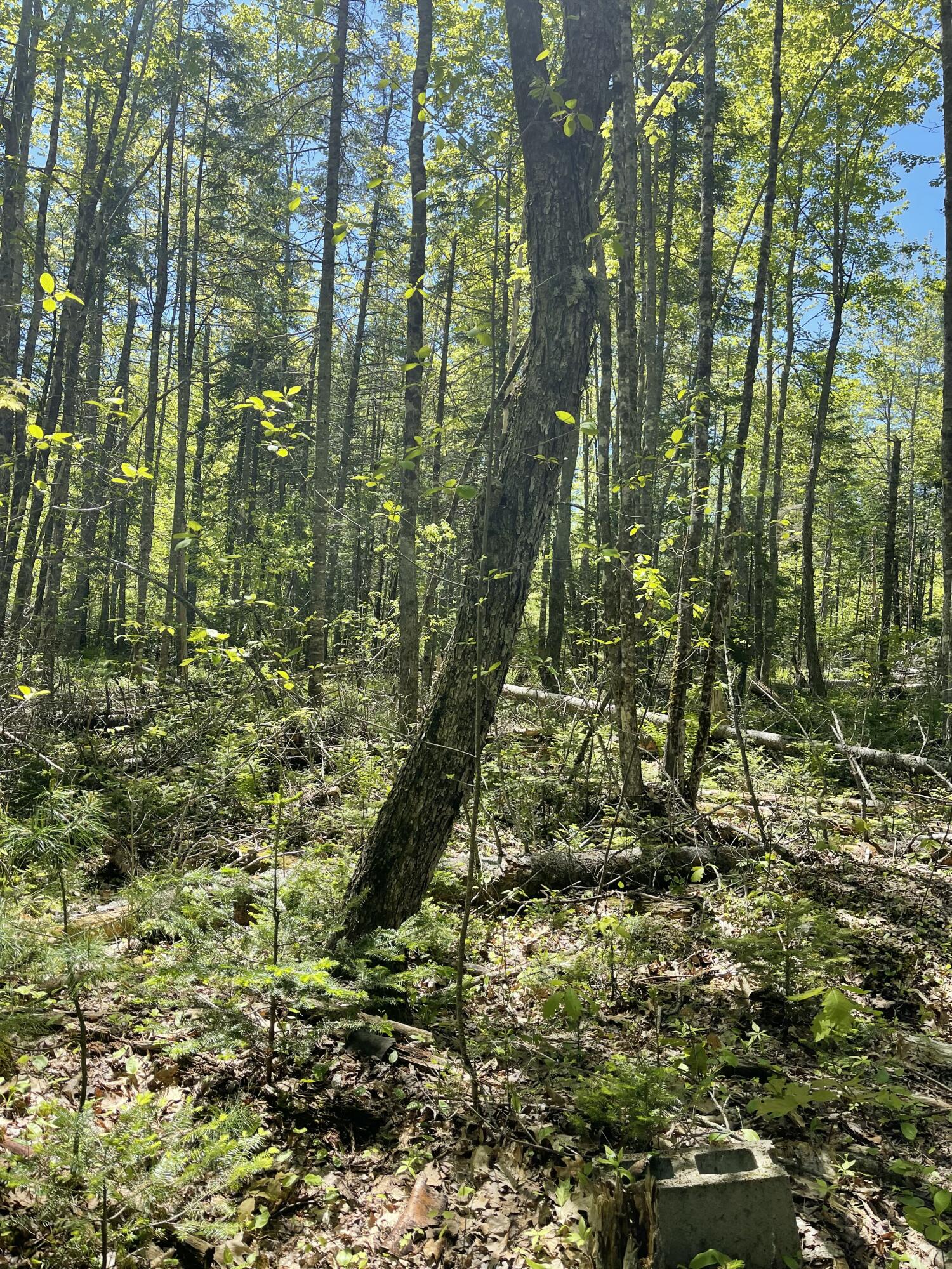 8-l 16 Fowles Road Searsmont, ME 04973 - Photo 3 of 14 IMG_1112