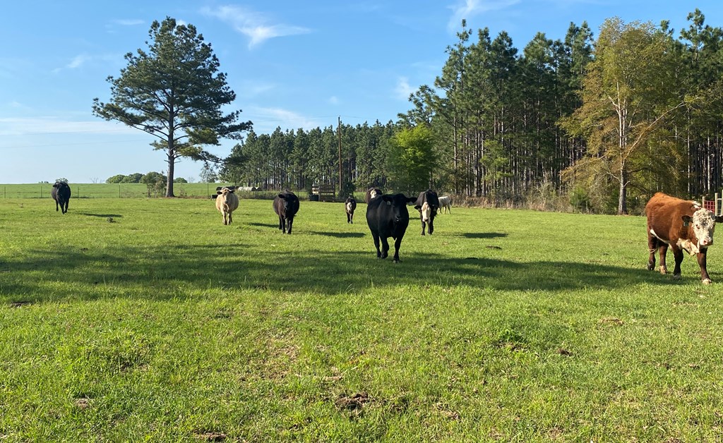 0 Co Road Abbeville, AL 36310 - Photo 45 of 53