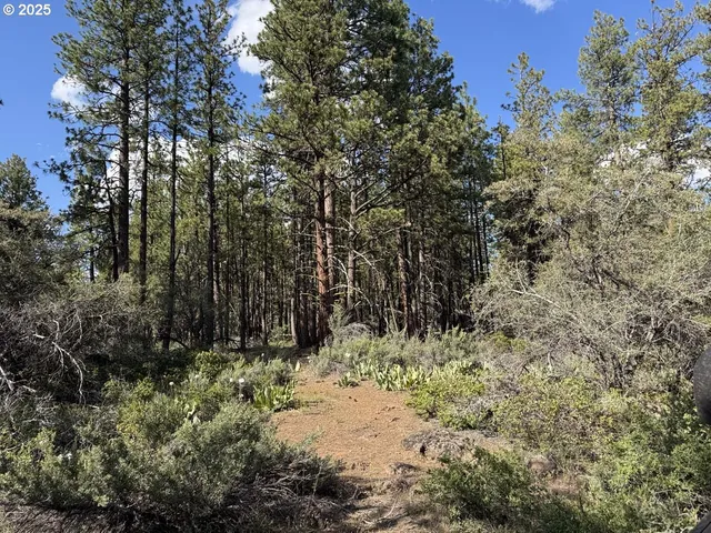 a view of a yard with plants and trees
