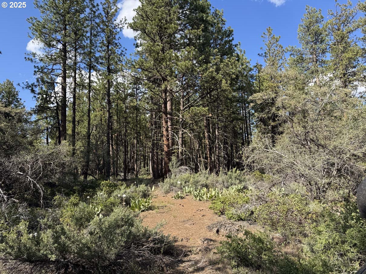 a view of a yard with plants and trees