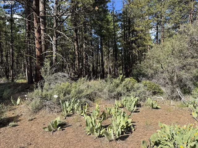 a view of a yard with plants and trees