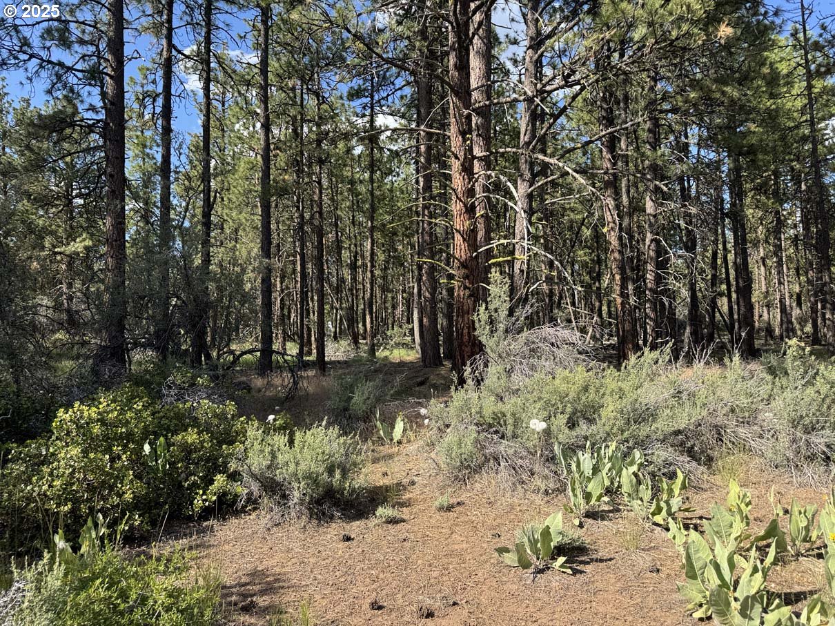Thunder Bear Road, Unit 46 Bonanza, OR 97623 - Photo 12 of 48 a view of a yard with plants and trees
