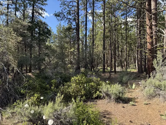 a view of a forest with trees