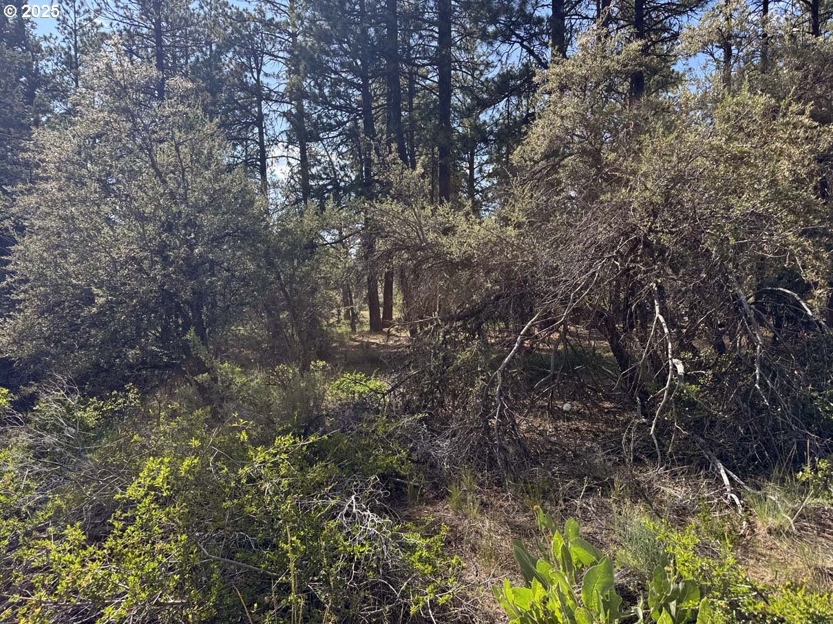 Thunder Bear Road, Unit 46 Bonanza, OR 97623 - Photo 14 of 48 a view of a forest with trees