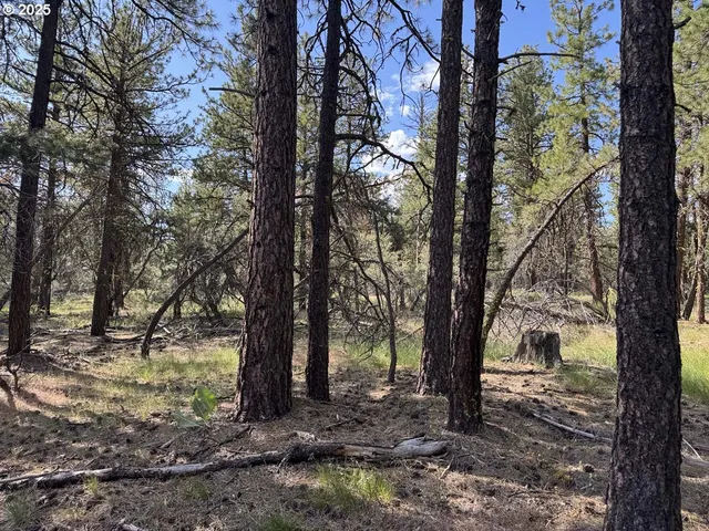 a view of a trees with a tree