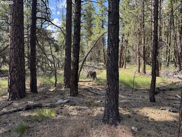 a view of a trees with a yard