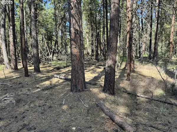 a view of a yard with trees