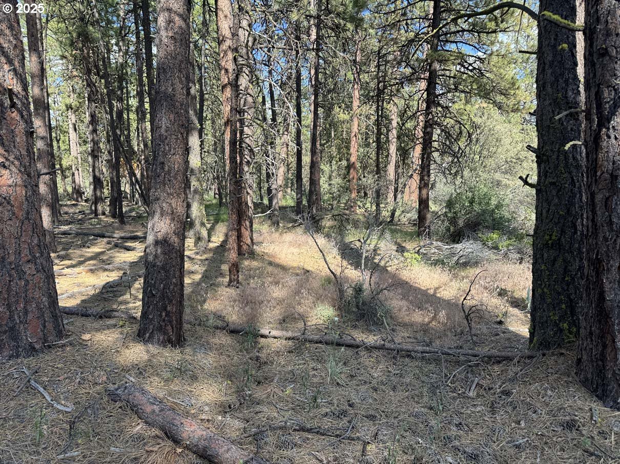 Thunder Bear Road, Unit 46 Bonanza, OR 97623 - Photo 21 of 48 a view of a yard with trees