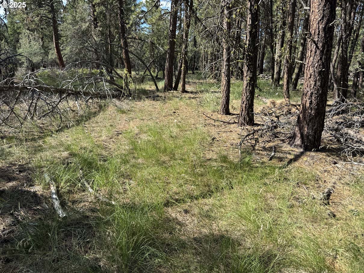 Thunder Bear Road, Unit 46 Bonanza, OR 97623 - Photo 22 of 48 a view of a yard with large trees