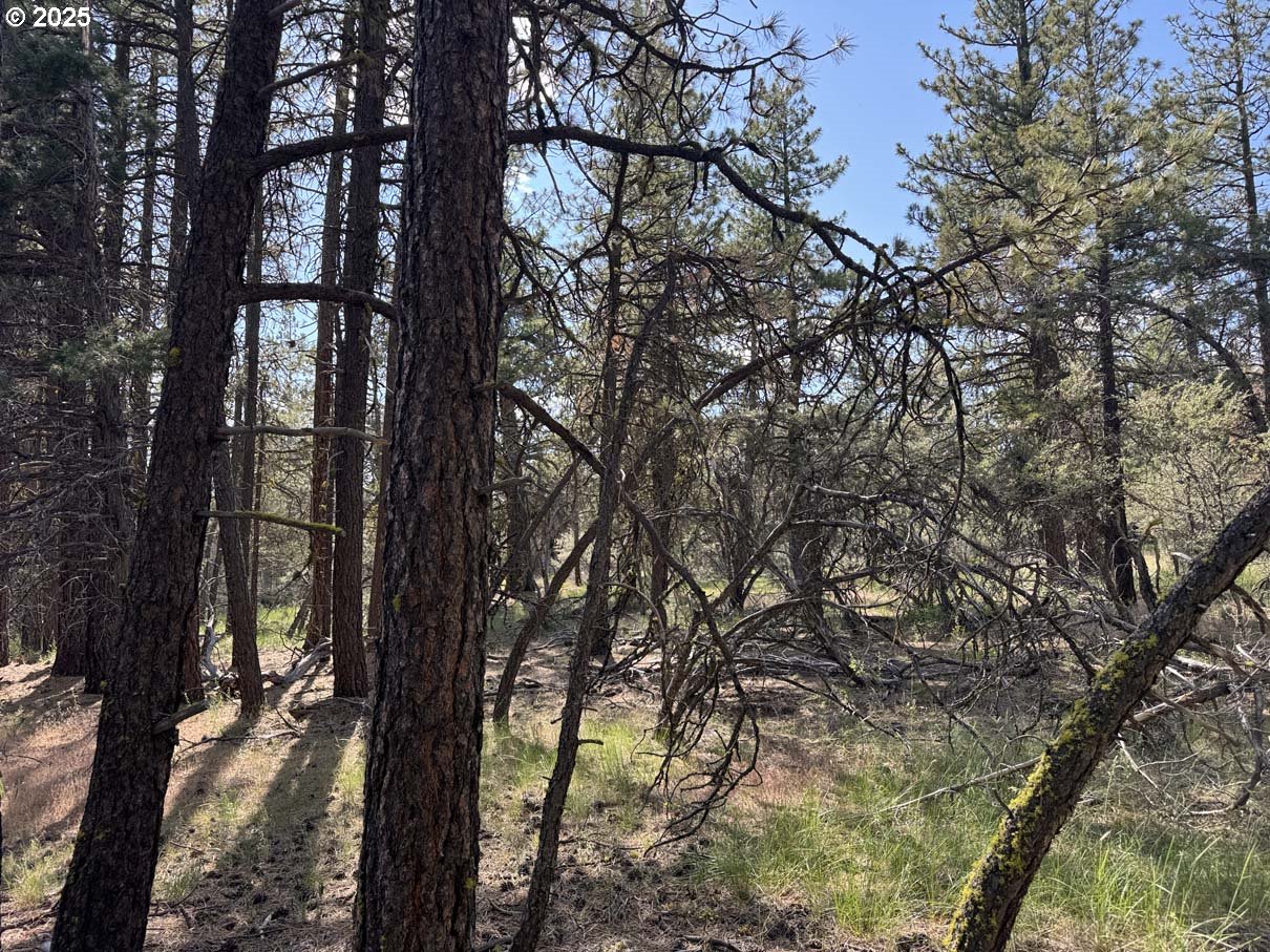 Thunder Bear Road, Unit 46 Bonanza, OR 97623 - Photo 23 of 48 a view of tree