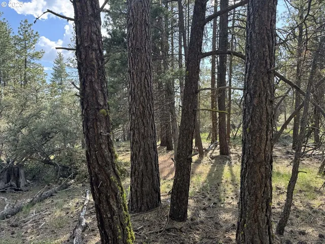 a view of a trees with a tree