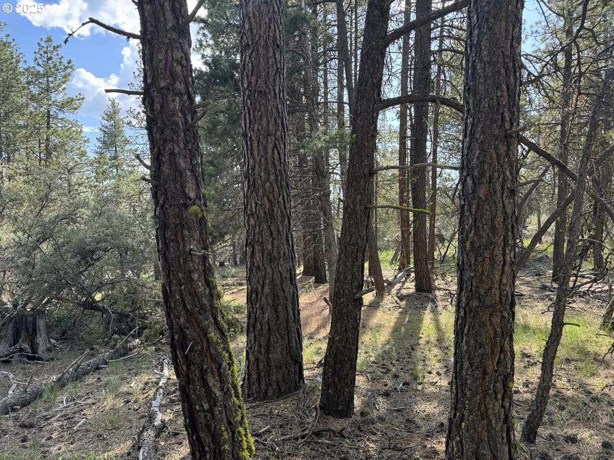 Thunder Bear Road, Unit 46 Bonanza, OR 97623 - Photo 24 of 48 a view of outdoor space and yard