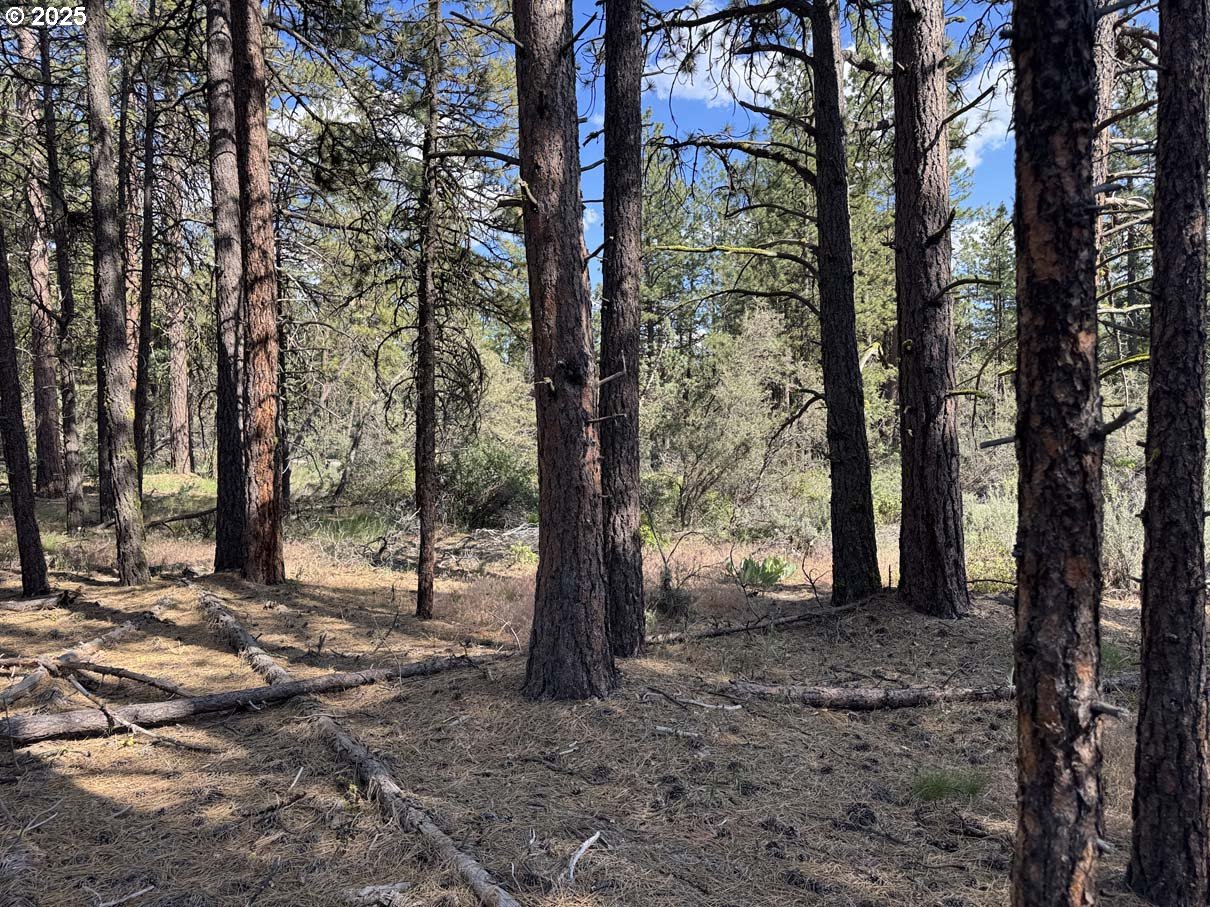 Thunder Bear Road, Unit 46 Bonanza, OR 97623 - Photo 25 of 48 a view of a trees with a tree