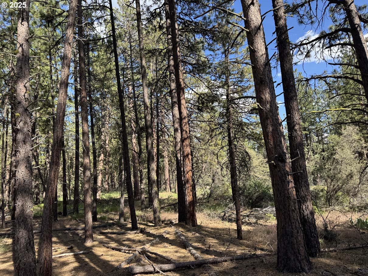 Thunder Bear Road, Unit 46 Bonanza, OR 97623 - Photo 26 of 48 a view of forest