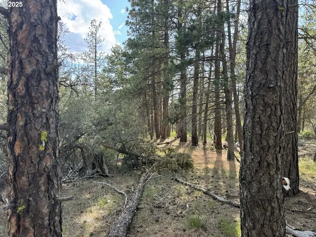 a view of tree covered by trees