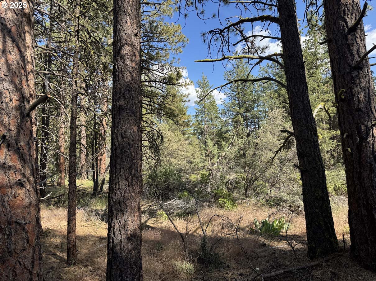 Thunder Bear Road, Unit 46 Bonanza, OR 97623 - Photo 28 of 48 a view of tree covered by trees