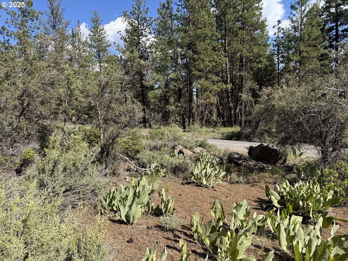 Thunder Bear Road, Unit 46 Bonanza, OR 97623 - Photo 29 of 48 a view of a forest with a tree